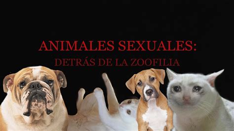 Sexo con caballos. Videos porno gratis de zoo y zoofilia. Vídeos。